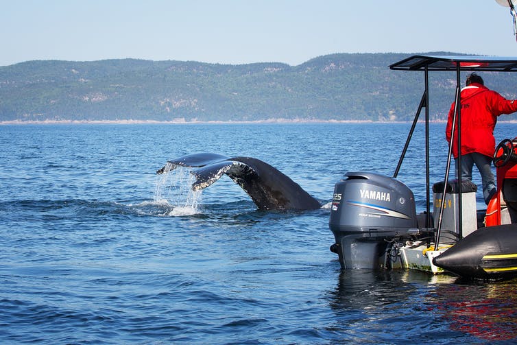 Une queue de baleine émerge de la mer, à côté d’un bateau