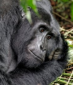 Photo en gros plan d’un gorille des montagnes (photo prise au Rwanda).